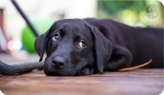 spokojny i zrelaksowany szczeniak